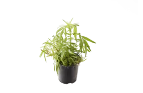 BIO Wakatai in pot doos 2st